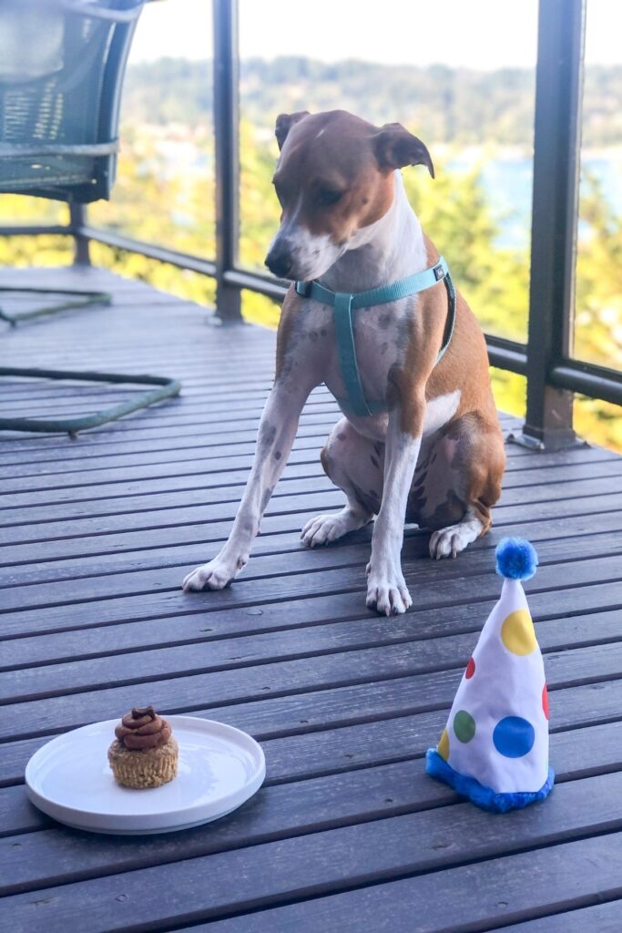 white and tan puppy sitting in front of a pupcake with a birthday hat beside it