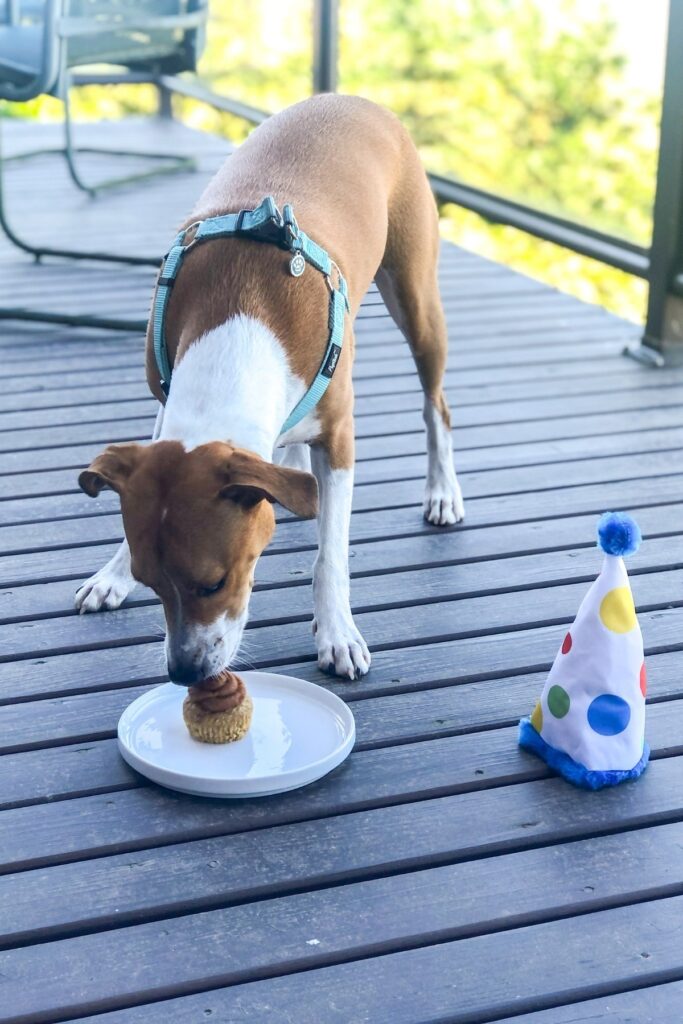 white and tan puppy eating a pupcake with a birthday hat beside it